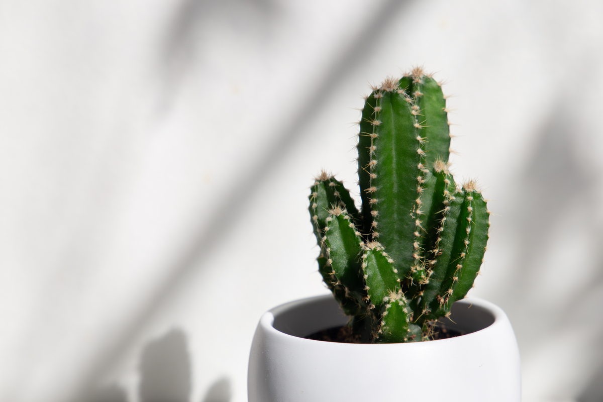 sugerencias para el cuidado y cultivo de este cactus