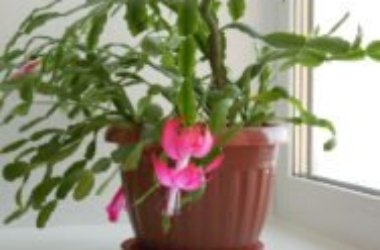 Cactus di Natale: la pianta grassa dai grandi fiori molto vistosi