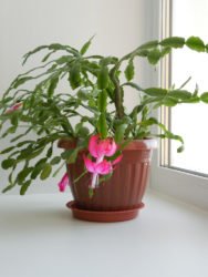 Cactus di Natale: la pianta grassa dai grandi fiori molto vistosi