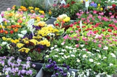 Speciale Orticola 2022 a Milano, dedicata alle piante e ai fiori ai Giardini Indro Montanelli