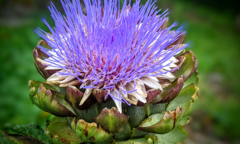 fiore di carciofo