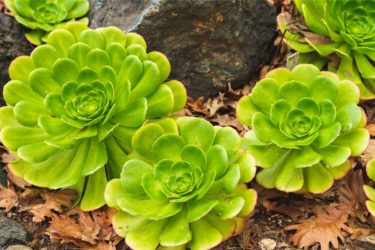 Tutto sull’Aeonium: varietà e cura di una pianta grassa molto decorativa