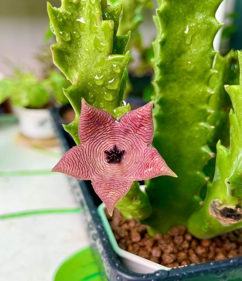 Stapelia cura e coltivazione della pianta