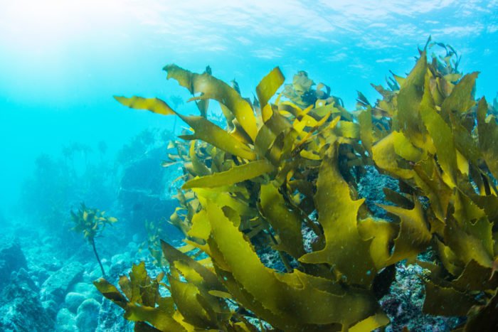 alga kelp