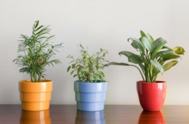 Piante sempreverdi: quali sono le più comuni e come coltivarle
