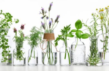 Erbe officinali: l’elenco completo e le principali proprietà