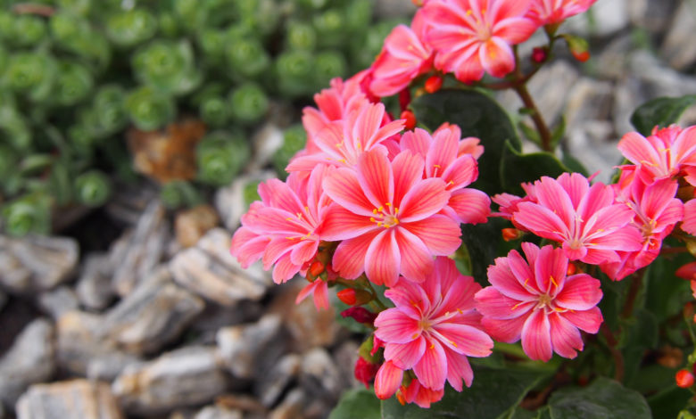 Lewisia Cotyledon