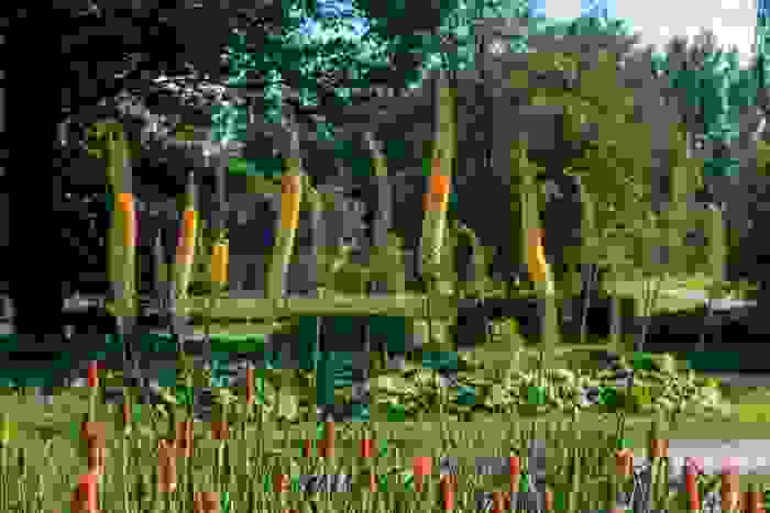 eremurus