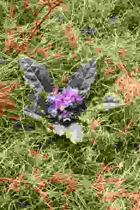 Mandragora autumnalis