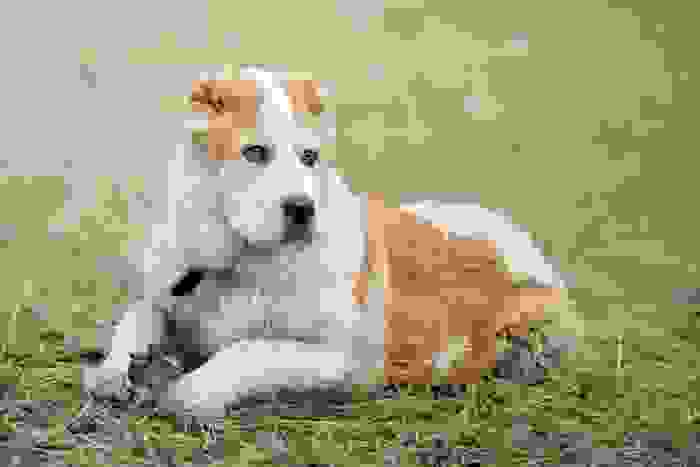 cane più forte al mondo
