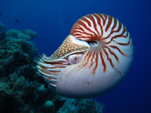 Nautilus, animal avec la lettre N