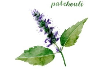 Guide du patchouli, description de la plante et des fleurs et de son parfum