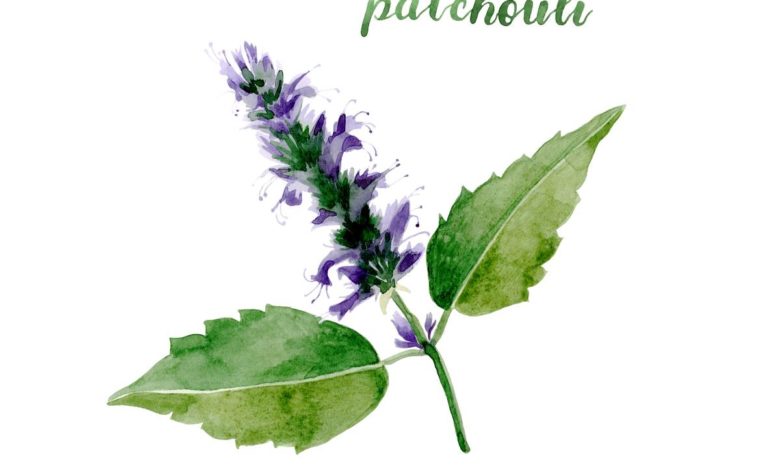 patchouli pianta