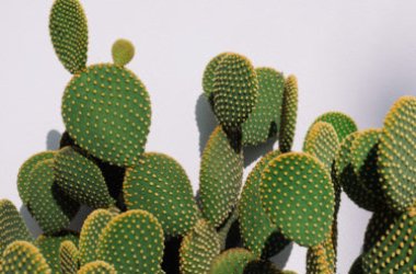 Opuntia: le piante grasse dalle dimensioni notevoli e che producono frutti buoni da mangiare