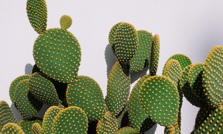 Opuntia
