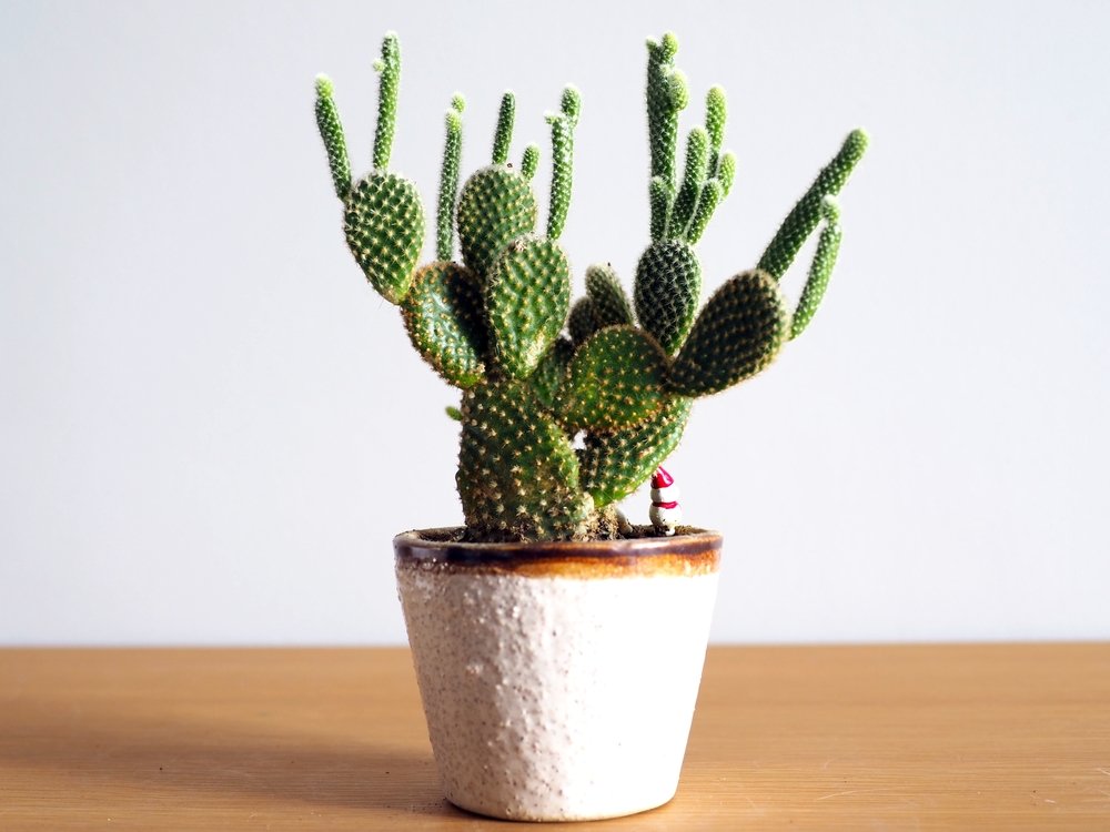 Opuntia