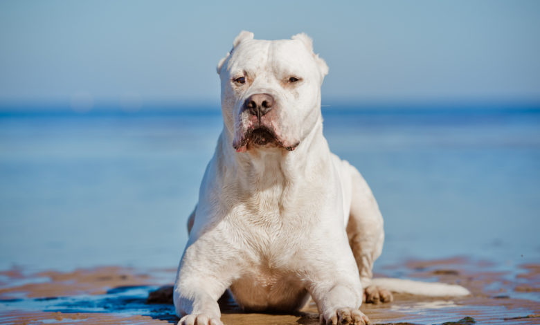 il cane più forte al mondo