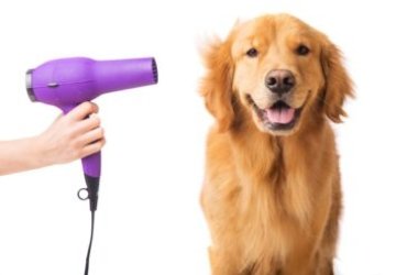 Tutto sulla cura del cane, igiene e altri aspetti importanti