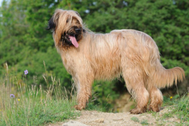 Pastore della Brie, il cane impiegato nella pet therapy