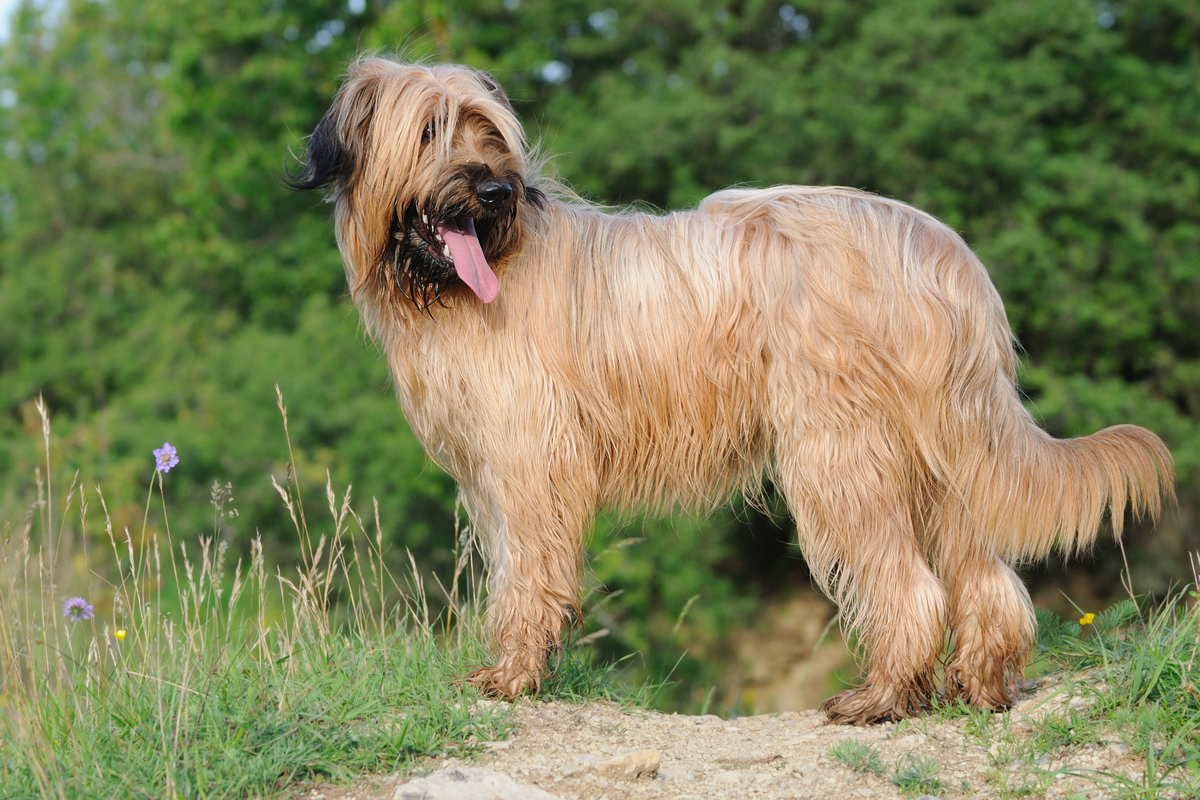 Cartello Attenti al cane Briard metallo pvc targa