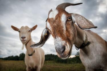 Allevare una capra domestica: un animale da compagnia che qualcuno definisce il nuovo miglior amico dell’uomo