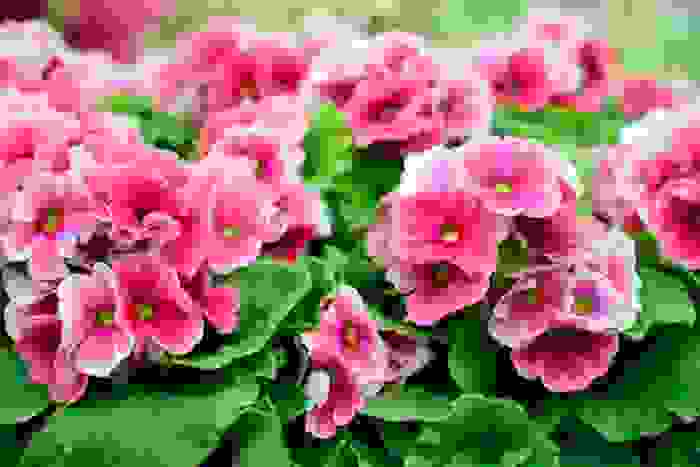 fiori da ombra: la primula