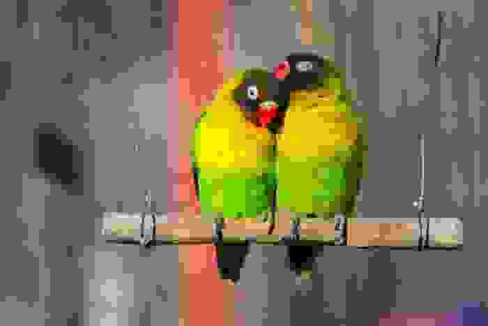 animali con la A