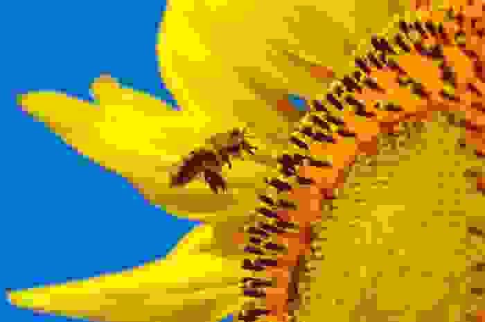 fiori per le api