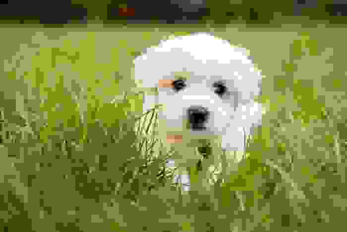 cane più piccolo al mondo Maltese