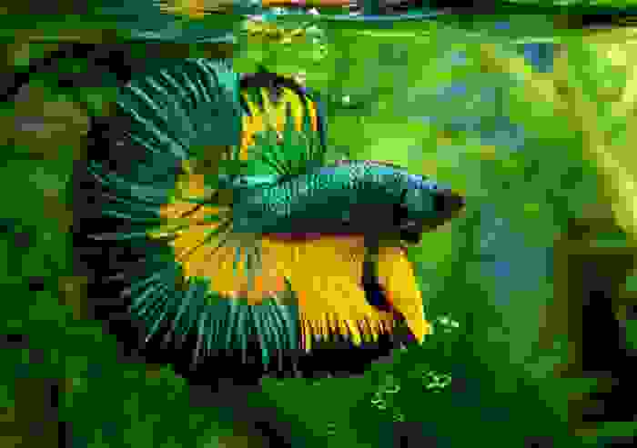 animali con la B