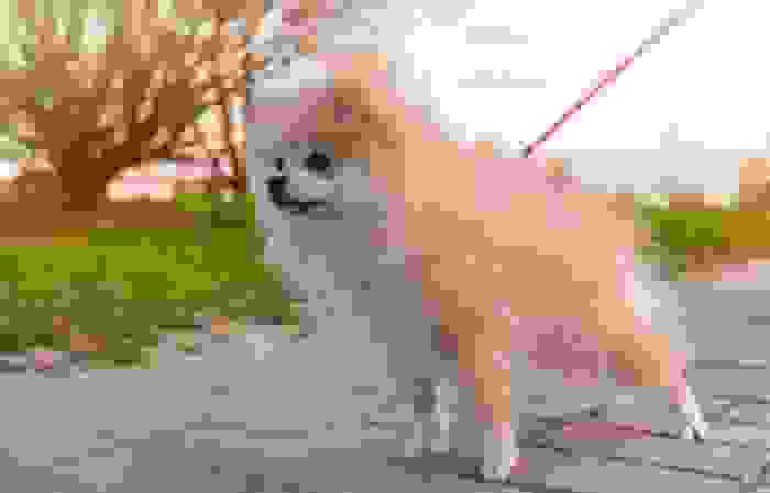 cane più piccolo al mondo volpino di pomerania