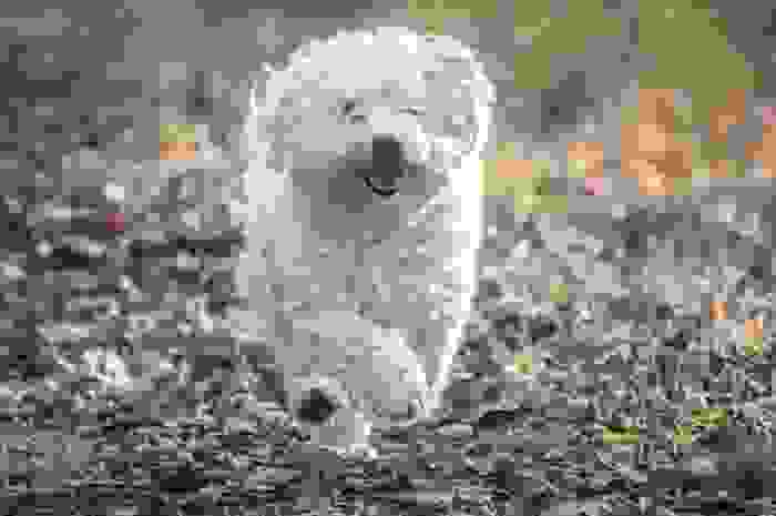 cane più piccolo al mondo bolognese
