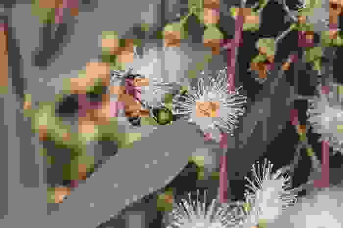 fiori per le api