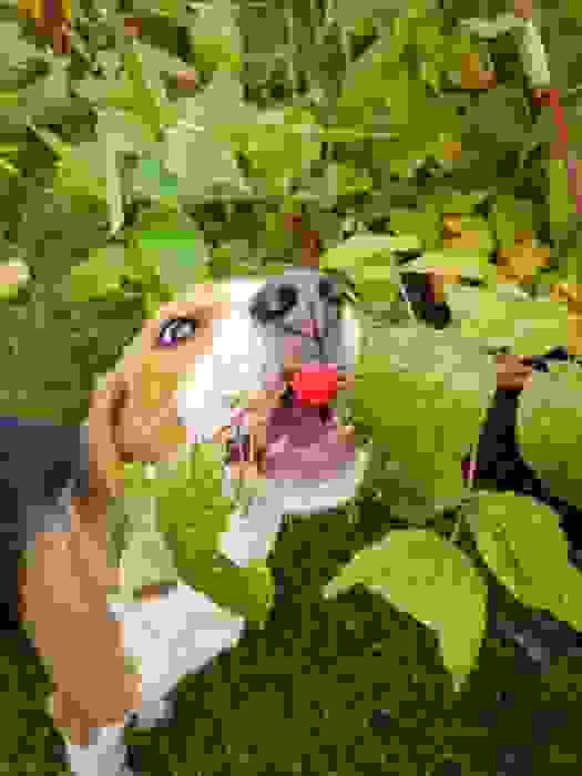che frutta possono mangiare i cani