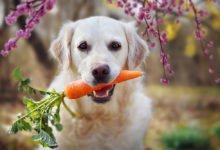 che verdure possono mangiare i cani