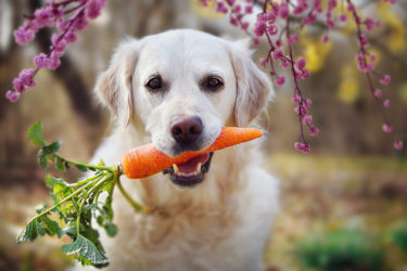 Scopriamo insieme quali sono le verdure che possono mangiare i cani