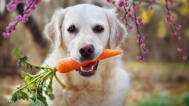 che verdure possono mangiare i cani