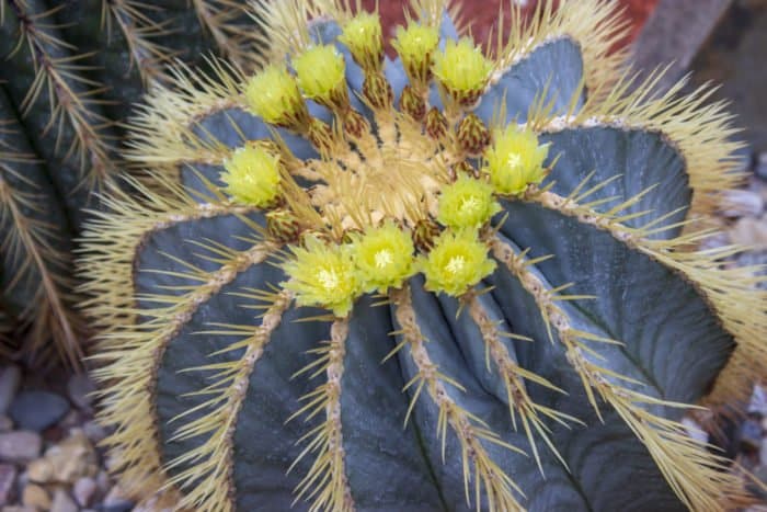 Pianta Succulenta Ferocactus Glaucescens 3-4 Cm Cactus Da Giardino O Vaso
