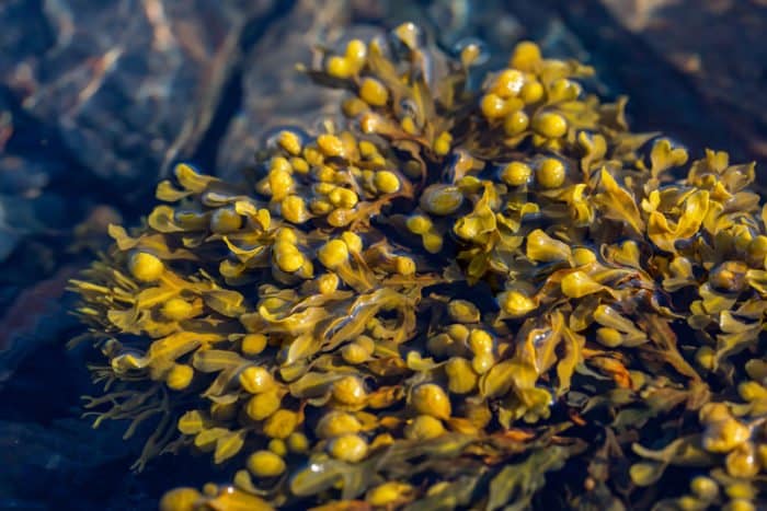 algues brunes