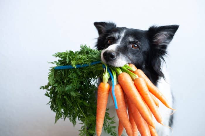 légumes que les chiens peuvent manger