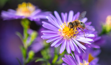 Scopriamo quali sono i fiori per le api