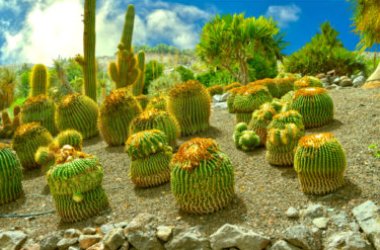 Ferocactus, le cactus « féroce », couvert d'épines dures, épaisses et robustes