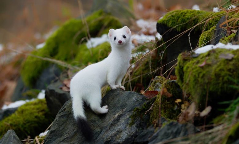 ermellino in inverno