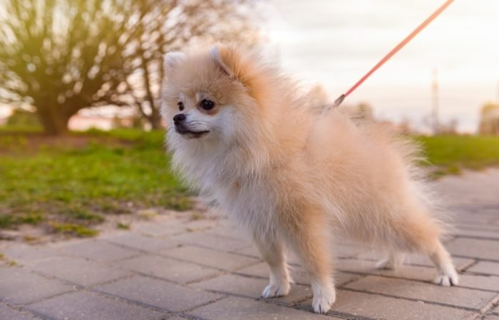 cane più piccolo al mondo volpino di pomerania