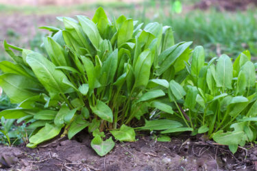 Tutto sull’erba brusca o acetosa, l’erba spontanea che possiamo anche coltivare