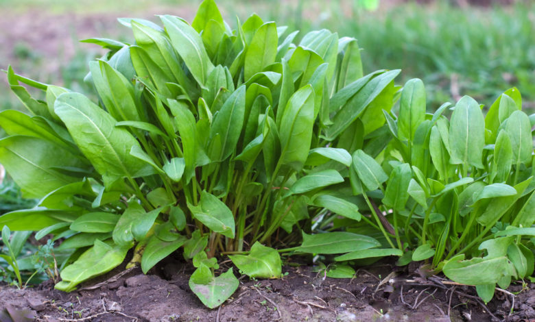 acetosa o erba brusca