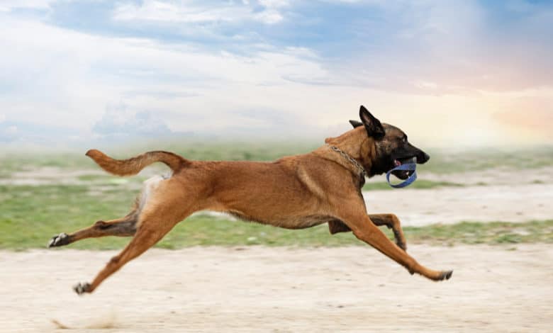 Tutto sul Pastore belga Malinois