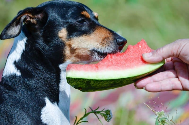 Можно собаку съесть. Собака в арбузе. Собака ест Арбуз. Собака ест овощи и фрукты. Собака с дыней.
