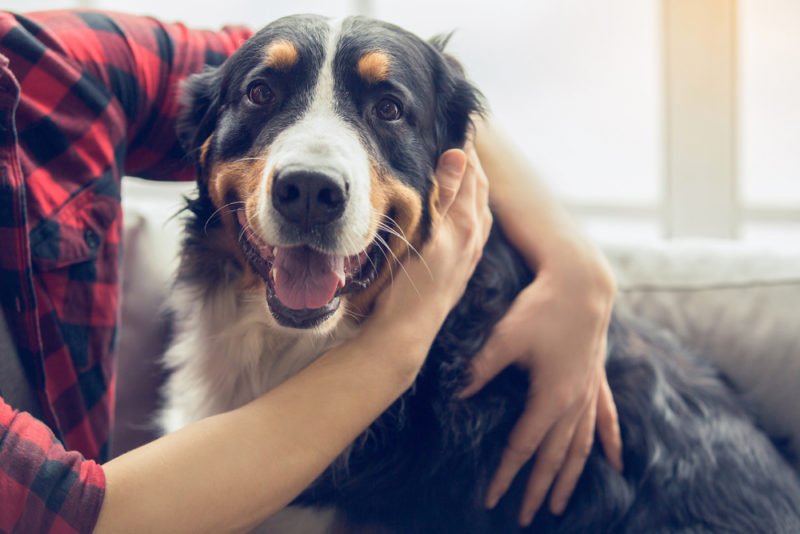Zecca cane come riconoscerla, come rimuoverla e prevenirla