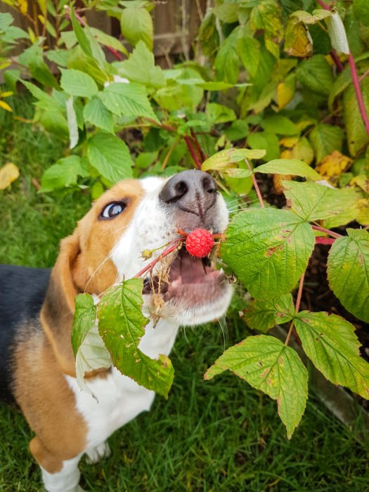 quels fruits les chiens peuvent-ils manger